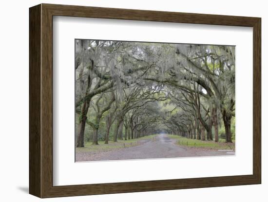 Oak lined lane, Savannah, Georgia-Darrell Gulin-Framed Photographic Print