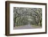 Oak lined lane, Savannah, Georgia-Darrell Gulin-Framed Photographic Print