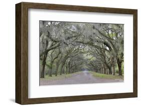 Oak lined lane, Savannah, Georgia-Darrell Gulin-Framed Photographic Print