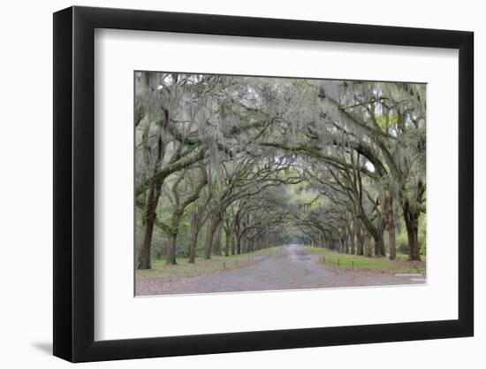 Oak lined lane, Savannah, Georgia-Darrell Gulin-Framed Photographic Print