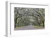 Oak lined lane, Savannah, Georgia-Darrell Gulin-Framed Photographic Print