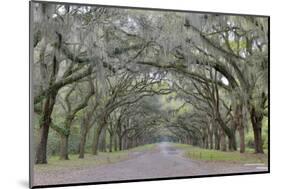 Oak lined lane, Savannah, Georgia-Darrell Gulin-Mounted Photographic Print