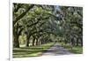 Oak lined road, Charleston, South Carolina-Darrell Gulin-Framed Photographic Print