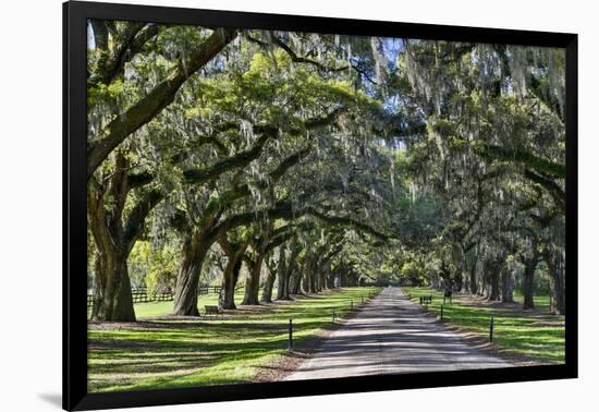 Oak lined road, Charleston, South Carolina-Darrell Gulin-Framed Photographic Print
