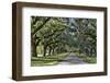 Oak lined road, Charleston, South Carolina-Darrell Gulin-Framed Premium Photographic Print