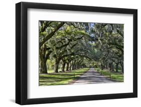 Oak lined road, Charleston, South Carolina-Darrell Gulin-Framed Premium Photographic Print