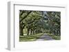 Oak lined road, Charleston, South Carolina-Darrell Gulin-Framed Premium Photographic Print