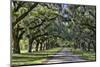 Oak lined road, Charleston, South Carolina-Darrell Gulin-Mounted Premium Photographic Print