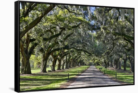 Oak lined road, Charleston, South Carolina-Darrell Gulin-Framed Stretched Canvas