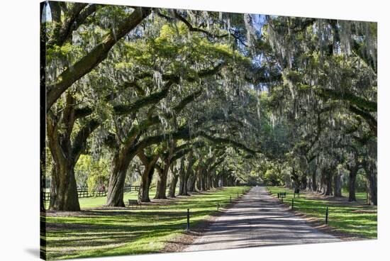 Oak lined road, Charleston, South Carolina-Darrell Gulin-Stretched Canvas
