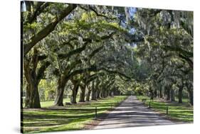 Oak lined road, Charleston, South Carolina-Darrell Gulin-Stretched Canvas