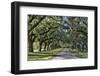 Oak lined road, Charleston, South Carolina-Darrell Gulin-Framed Photographic Print