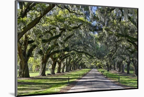 Oak lined road, Charleston, South Carolina-Darrell Gulin-Mounted Photographic Print