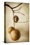 Oak Pods 1-Jessica Rogers-Stretched Canvas