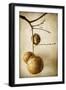 Oak Pods 1-Jessica Rogers-Framed Giclee Print