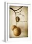 Oak Pods 1-Jessica Rogers-Framed Giclee Print