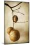 Oak Pods 1-Jessica Rogers-Mounted Giclee Print