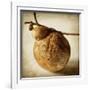 Oak Pods 3-Jessica Rogers-Framed Giclee Print