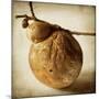 Oak Pods 3-Jessica Rogers-Mounted Giclee Print