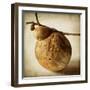 Oak Pods 3-Jessica Rogers-Framed Giclee Print