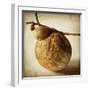 Oak Pods 3-Jessica Rogers-Framed Giclee Print