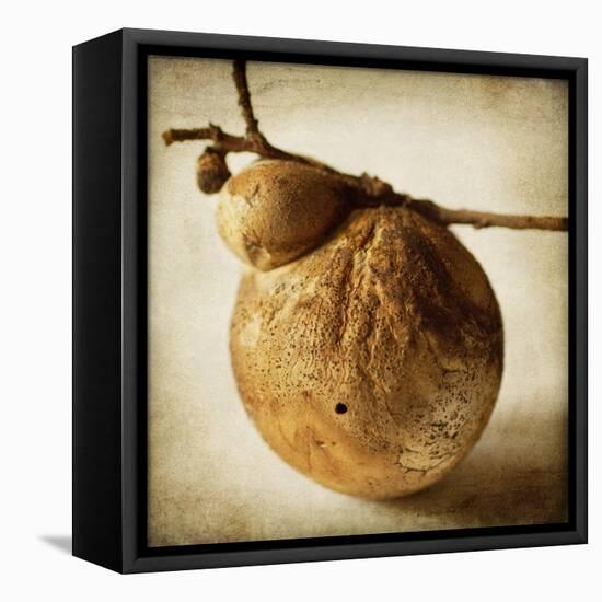 Oak Pods 3-Jessica Rogers-Framed Stretched Canvas