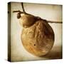 Oak Pods 3-Jessica Rogers-Stretched Canvas