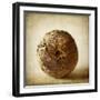 Oak Pods 5-Jessica Rogers-Framed Giclee Print