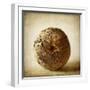 Oak Pods 5-Jessica Rogers-Framed Giclee Print