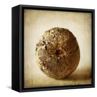 Oak Pods 5-Jessica Rogers-Framed Stretched Canvas