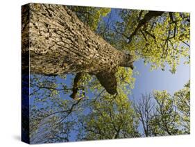 Oak (Quercus Sp) Matsalu National Park, Estonia, May 2009-Rautiainen-Stretched Canvas