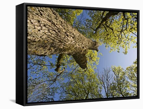 Oak (Quercus Sp) Matsalu National Park, Estonia, May 2009-Rautiainen-Framed Stretched Canvas