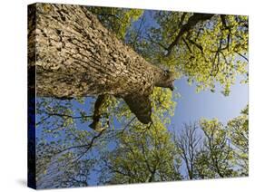 Oak (Quercus Sp) Matsalu National Park, Estonia, May 2009-Rautiainen-Stretched Canvas