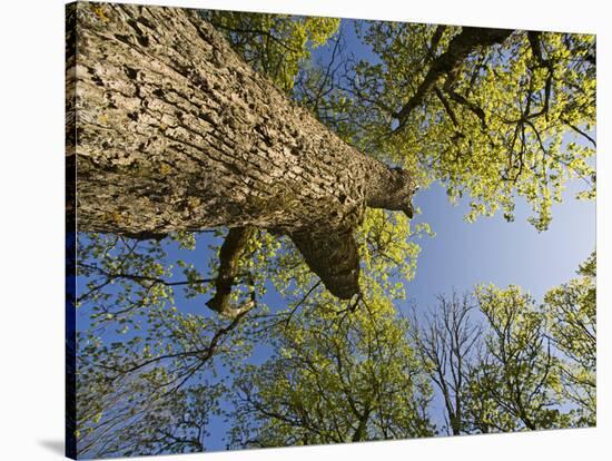 Oak (Quercus Sp) Matsalu National Park, Estonia, May 2009-Rautiainen-Stretched Canvas