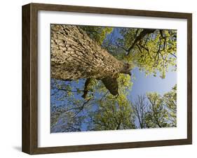 Oak (Quercus Sp) Matsalu National Park, Estonia, May 2009-Rautiainen-Framed Premium Photographic Print