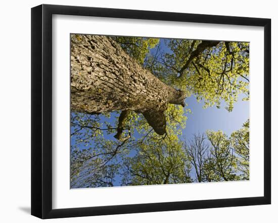 Oak (Quercus Sp) Matsalu National Park, Estonia, May 2009-Rautiainen-Framed Premium Photographic Print