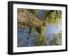 Oak (Quercus Sp) Matsalu National Park, Estonia, May 2009-Rautiainen-Framed Premium Photographic Print