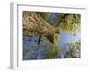 Oak (Quercus Sp) Matsalu National Park, Estonia, May 2009-Rautiainen-Framed Premium Photographic Print