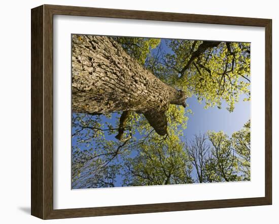 Oak (Quercus Sp) Matsalu National Park, Estonia, May 2009-Rautiainen-Framed Photographic Print