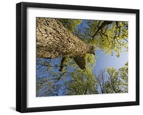 Oak (Quercus Sp) Matsalu National Park, Estonia, May 2009-Rautiainen-Framed Photographic Print