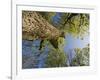 Oak (Quercus Sp) Matsalu National Park, Estonia, May 2009-Rautiainen-Framed Photographic Print