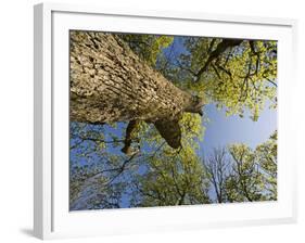 Oak (Quercus Sp) Matsalu National Park, Estonia, May 2009-Rautiainen-Framed Photographic Print