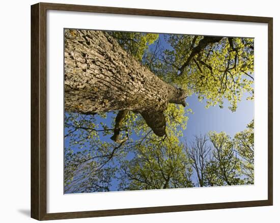 Oak (Quercus Sp) Matsalu National Park, Estonia, May 2009-Rautiainen-Framed Photographic Print