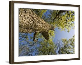 Oak (Quercus Sp) Matsalu National Park, Estonia, May 2009-Rautiainen-Framed Photographic Print