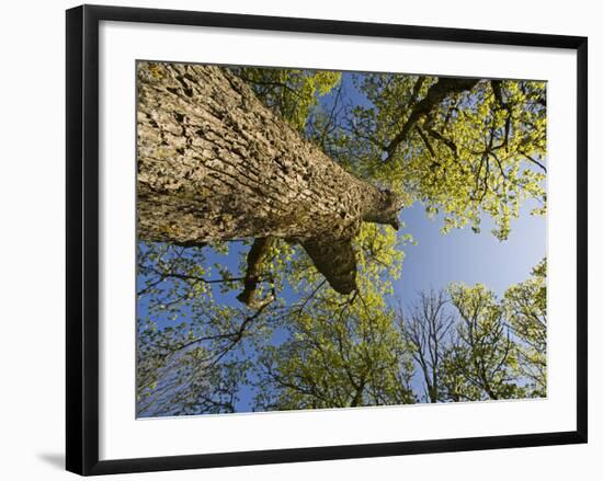 Oak (Quercus Sp) Matsalu National Park, Estonia, May 2009-Rautiainen-Framed Photographic Print