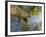 Oak (Quercus Sp) Matsalu National Park, Estonia, May 2009-Rautiainen-Framed Photographic Print