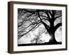 Oak Silhouette-PhotoINC Studio-Framed Art Print