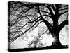 Oak Silhouette-PhotoINC Studio-Stretched Canvas