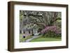 Oak Springtime azalea blooming, Charleston, South Carolina.-Darrell Gulin-Framed Photographic Print