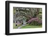 Oak Springtime azalea blooming, Charleston, South Carolina.-Darrell Gulin-Framed Photographic Print